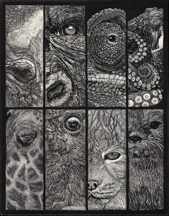 “Eye of the Beholder” - Tara Merkt - Scratchboard - 14" x 11" - $5,800 - www.chelonidaeartistry.com