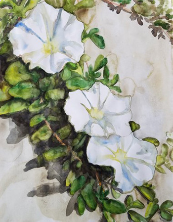 "Ipomoea Pes-Caprae", Kelly Carmack, Watercolor on Paper, 11"x14", $20, https://kellycarmackart.wordpress.com/