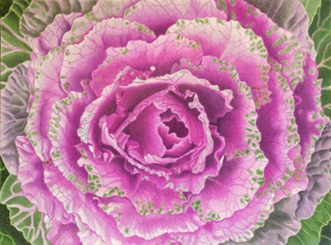 “Pretty in Pink” - Tracey Chaykin - Colored Pencil - 9" x 12" – NFS - tatthebrat@gmail.com