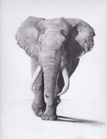 “Bull Elephant” - Kieran Stephens - Graphite on Paper - 9" x 12" - $450 - www.kieranstephensartist.co.uk