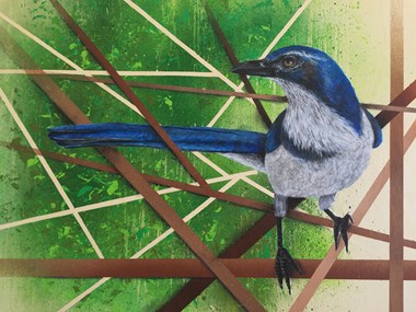 Traditional Winner - “Aphelocoma Californica” Joe Kenck Acrylic, Spray, Chalk on Wood Panel 20” x 16” $500