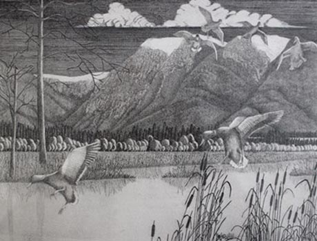 “Duckin In” - Don Whittecar – Ink - 12” x 9.25” - $350 - www.taiowasimagesllc.com