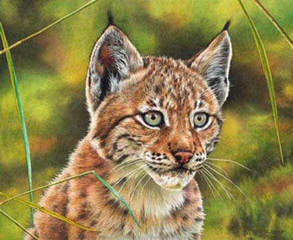 “Lynx Club” - Esther van Hulsen - Watercolor & Colored Pencil on Board – 8.3" x 10.2" - www.esthervanhulsen.com