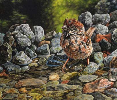 “Cooling Down on a Hot Summer´s Day - House Sparrow ” - Esther van Hulsen - Watercolor & Colored Pencil on Board – 7.5" x 9" - www.esthervanhulsen.com