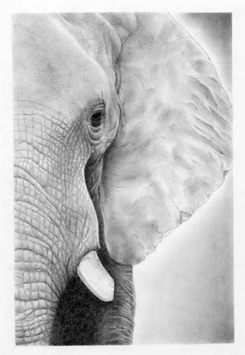 “I Dream of Africa” - Susan McCulley - Graphite/Charcoal - 16" x 21” - $300 - www.smcculleywildlifeart.com