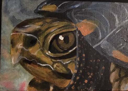 “Box Turtle” - Emily Mothena - Oil on Canvas Board - 5" x 7" - $75 - Emily.mothena@live.longwood.edu