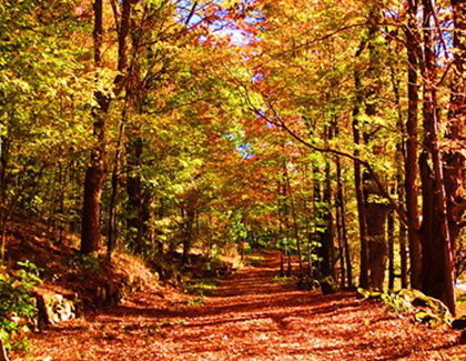 “Autumn Path” - Marcia Berg Haskell - Digital Photograph, 19” x 13”, $250 – www.MarciasCreativeWorld.com