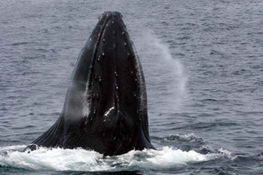 "Breaking the Surface” – Kathy Brady - Digital Photography – 11” x 14” - $200 - www.WolfEyesPhotography.com