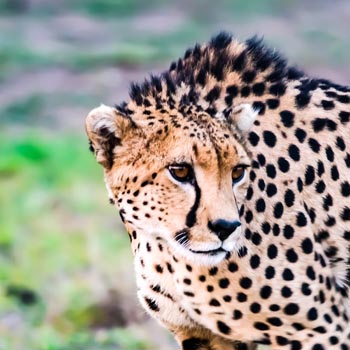 “A Watchful Eye” - Jessica Circe Rogers - Digital Photography on Fine Art Paper – 50cm x 50cm - www.genuine-jesstures.com