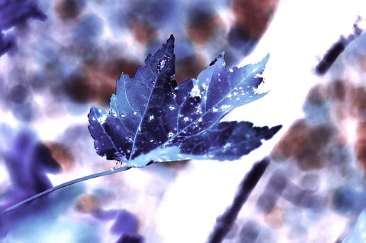 “Autumn of a Different Colour” - Caitlin Alexandra Parker - Colour Positive Film (cross processed) - http://caitlin-alexandra-parker.format.com