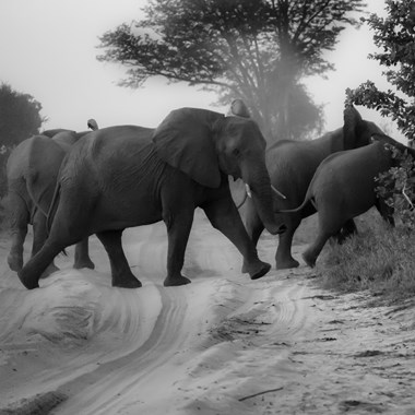 Digital & Photography Winner - “African Dusk II” Nicholas Teetelli Archival Pigment Print on Hahnemuhle Fine Art Paper 10" x 10” (17” x 17” Framed) $375