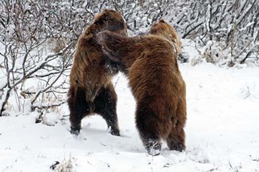 “Clash of the Titans” – Kathy Brady - Digital Photography – 16” x 20” - $400 - www.WolfEyesPhotography.com