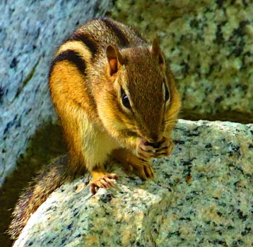 “Chipmunk” - Marcia Berg Haskell - Digital Photography – 14” x 14” - $225 - www.MarciasCreativeWorld.com