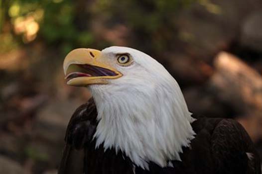 “Eagle Looking Up” – Kathy Brady - Digital Photography – 16” x 20” - $400 - www.WolfEyesPhotography.com