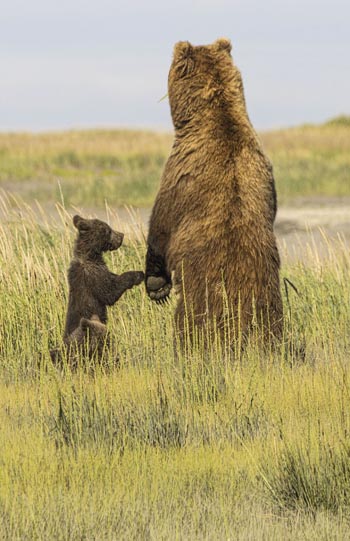 “Grizzly Bear Mother & Cub Security Check” – Dan Blackburn – Digital Photography – $500 - www.imageassociates.net