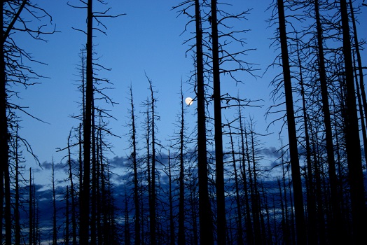 “Dead Under the Moon” – Brady Lane – Photography - www.bradylane.photography