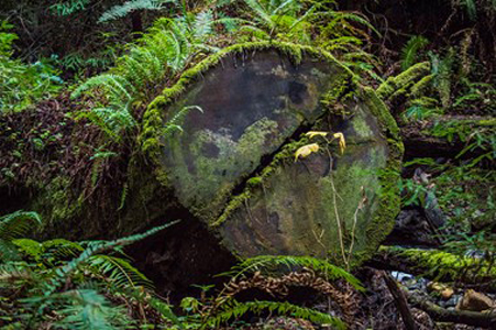 “Life Sprouts” - Stacy Repin - Photography - Stacy.Repin@gmail.com