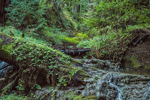 “The Hidden Grove” - Stacy Repin - Photography - Stacy.Repin@gmail.com