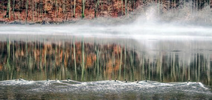 Foggy Morning on the Pond, Margaret King, Digital Photography on Canvas, 11x17, $400, sinmybackyardmargaretaking.squarespace.com