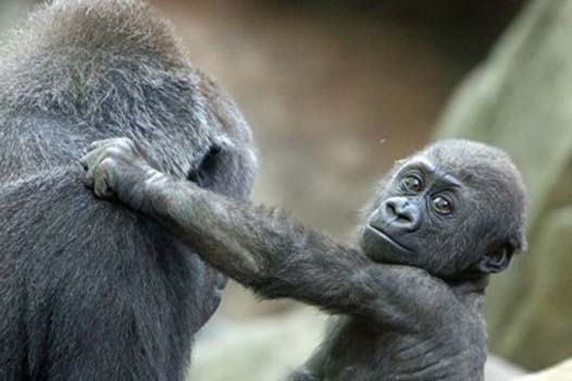 “Mommy and Me” – Kathy Brady - Digital Photography – 11” x 14” - $250 - www.WolfEyesPhotography.com