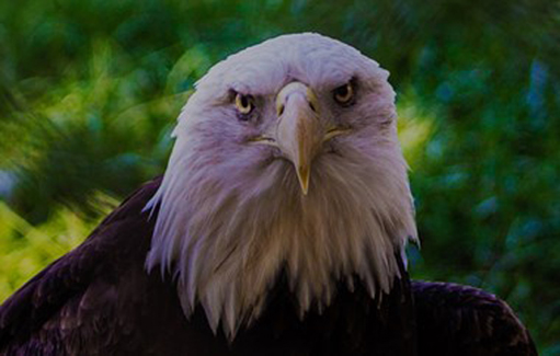 “Portrait of an Eagle ” - Brittany Kelley – Photography - 11" x 14" - $120 - www.brittanykelleydesign.com
