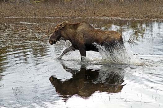 “Moose on the Loose” – Kathy Brady - Digital Photography – 16” x 20” - $400 - www.WolfEyesPhotography.com