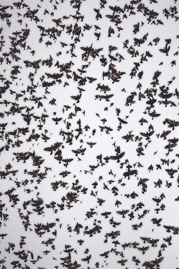 “The Birds” - Brittany Kelley – Photography - 11" x 14" - $120 - www.brittanykelleydesign.com