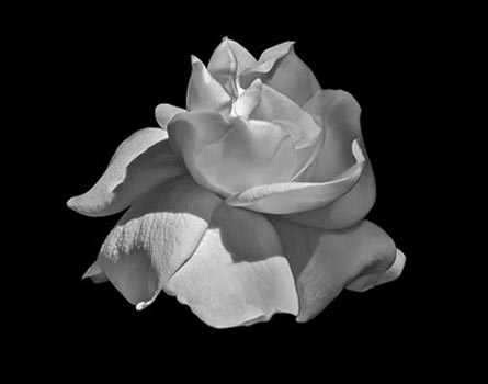 “Mothers Love” - Mac Titmus – Digital - 24" x 20" - $750 - http://augustusmac.com