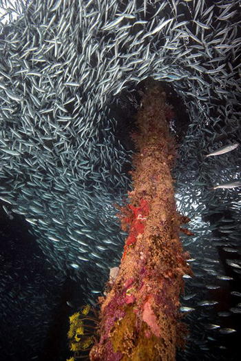“Arborek Pier “ - Aaron Fink - Digital Photography (Metallic Print) - 16" x 24" - $750 - www.finksphotos.com