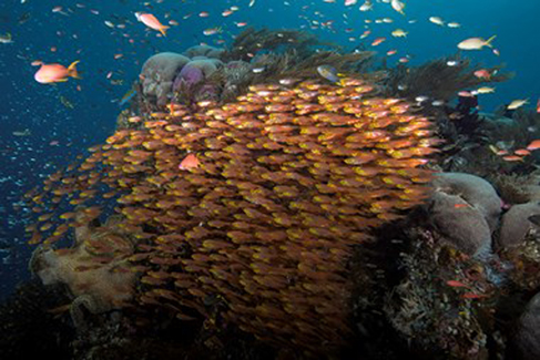 "Golden Sweepers“ - Aaron Fink - Digital Photography (Metallic Print) - 24" x 16" - $750 - www.finksphotos.com