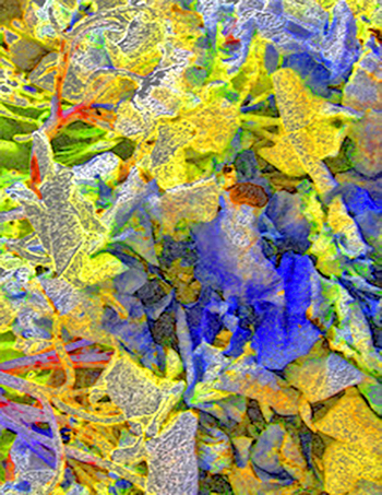 “Leaves” – Marcia Berg Haskell – Digital Manipulation – 13” x 19” - $250 - www.MarciasCreativeWorld.com