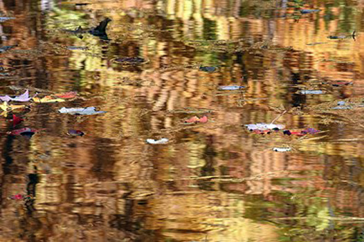 Leaves and Golden Water0360, Charleen Baugh, Photography on Aluminum, 16x24, $450, www.art-bynature.com