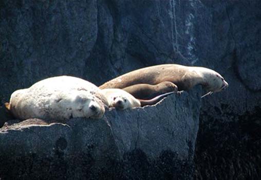 “Nap Time” – Harry Longstreet - Archival Inkjet Print - 20” x 24” - $500 - www.harrylongstreet.com