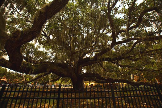 “Massive Oak” – Nancy Pallowick – Photography – 16” x 24” - $325 - www.photojourneys.net