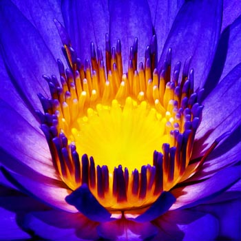 “Nymphaeae 03” - Patrick O'Brien – Metallic Paper Print – 12” x 12” - $150 - patnik98@aol.com