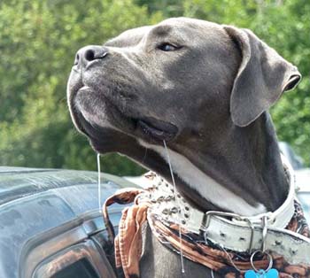 “Drool” – Harry Longstreet - Archival Inkjet Print - 19” x 20” - $500 - www.harrylongstreet.com