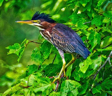 “Green Heron” Margaret King Digital Photography 11” x 14” (Framed) $300