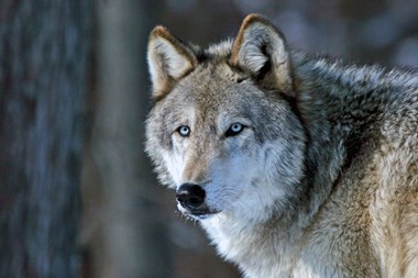 Digital & Photography Winner - “Gray Wolf” Kathy Brady Digital Photography 16” x 20” $400