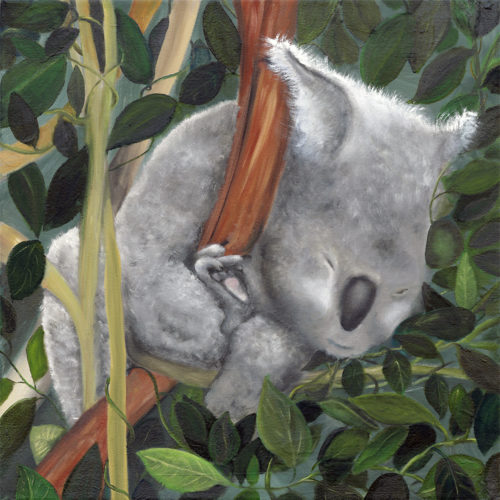 “Resting Koala” AnnMarie Edmond Oil on Canvas 18” x 18” $300