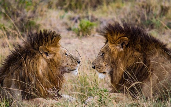 “Seeing Double” - Jessica Circe Rogers - Digital Photography on Fine Art Paper – 70cm x 50cm - www.genuine-jesstures.com