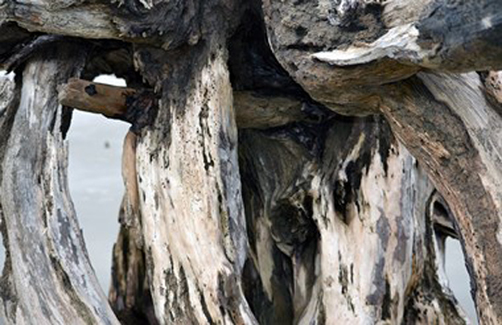 3rd Place (Digital & Photography) - “Textured” – Tommy Crane - Digital Photograph - 11" x 17" - $150 - tjcrane@valdosta.edu