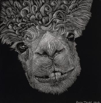 Alpaca – Scratchboard - 6" x 6" - $600