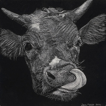 Digging for Dairy Gold – Scratchboard - 6" x 6" - $900