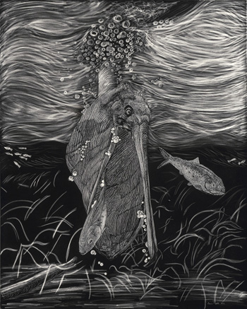 Plunging Pelican – Scratchboard - 12" x 16" - $1500