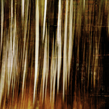 “Fiery Aspens” - Barbara Mierau-Klein – Digital Art – Size & Price Upon Request - www.artboja.com/art/0xmo9f
