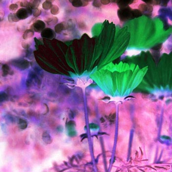 “Under the Cosmos” - Caitlin Alexandra Parker - Colour Positive Film (cross processed) - http://caitlin-alexandra-parker.format.com