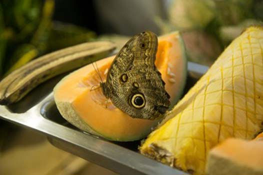 “Lunch” - Siyuan Zhao - Digital Photo - 11" x 17" - $500 - caicai222@126.com