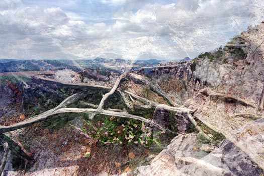 “Würzelweg” - Ilya Trofimenko – Analog Photography – 12” x 18” - €800 - www.ilyatrofimenko.com