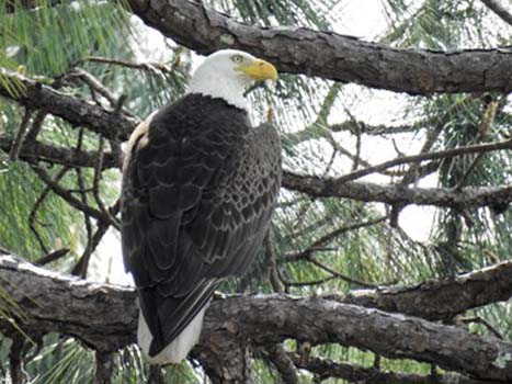 “Majestic Eagle” – Kelly Sullivan – Photography – Size & Price Negotiable - SullyOFlorida@gmail.com