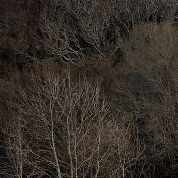 “Talking Trees 12” - Artur Golacki - Digital photography - Limited Edition Print - 15” x 15” - $190 - www.artgolacki.com